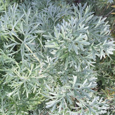 Absinthe - Anti-Pucerons - Leaderplant