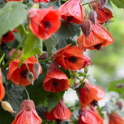 Abutilon Red Trompet - Leaderplant