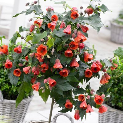 Abutilon Red Trompet - Leaderplant