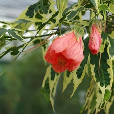 Abutilon Souvenir de Bonn  - Leaderplant