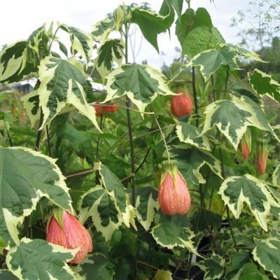 Abutilon Souvenir de Bonn  - Leaderplant
