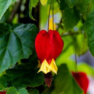 Abutilon à fleurs géantes BigBell - Leaderplant