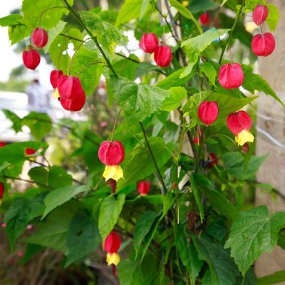 Abutilon à fleurs géantes BigBell - Leaderplant