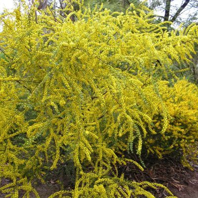 Mimosa acinacea - Leaderplant