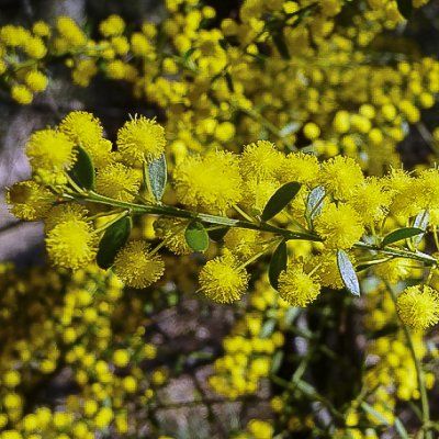 Mimosa acinacea - Leaderplant