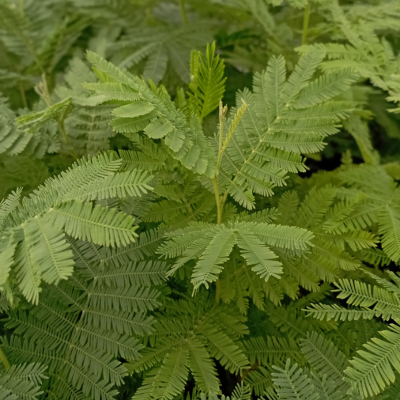 Mimosa Gaulois Astier  - Leaderplant