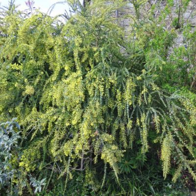 Mimosa de printemps  - Leaderplant