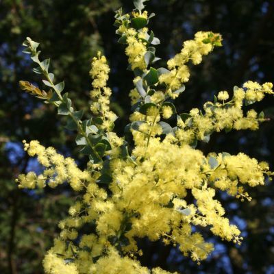 Mimosa de printemps  - Leaderplant