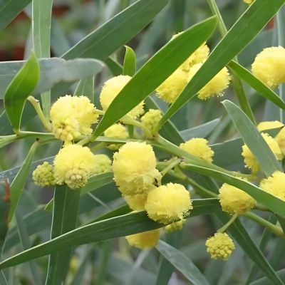 Mimosa des 4 saisons, Mimosa d'été - Leaderplant