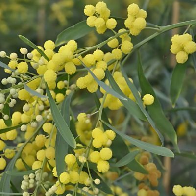 Mimosa des 4 saisons, Mimosa d'été - Leaderplant