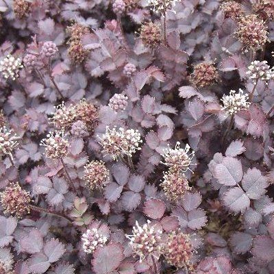 Acaena pourpre - Leaderplant