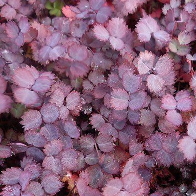 Acaena pourpre - Leaderplant