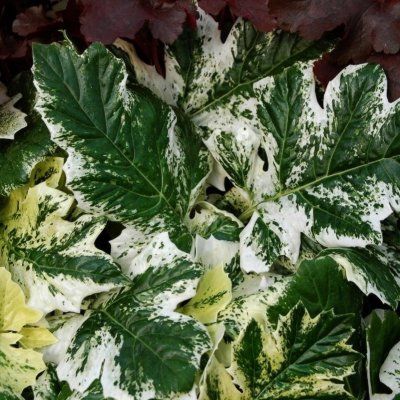 Acanthe panachée 'Tasmanian Angel' ® - Vente en ligne de plants de Acanthe  panachée 'Tasmanian Angel' ® pas cher | Leaderplant