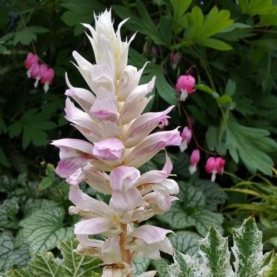 Acanthe panachée 'Tasmanian Angel' ® - Leaderplant