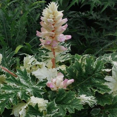 Acanthe panachée 'Tasmanian Angel' ® - Leaderplant