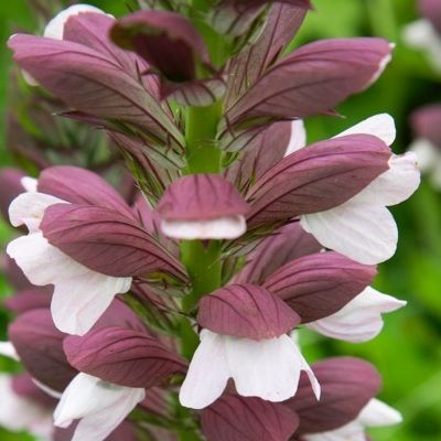 Acanthe de Hongrie 'White Lips' - Leaderplant