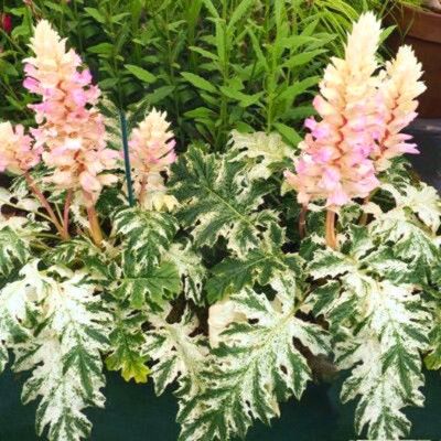 Acanthe Whitewater - Leaderplant