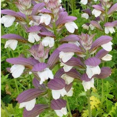 Acanthe de Hongrie 'White Lips' - Leaderplant