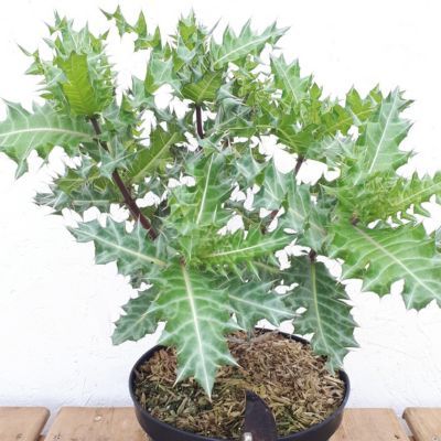 Acanthe d'éthiopie - Leaderplant