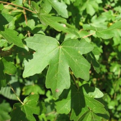Érable champêtre - Leaderplant