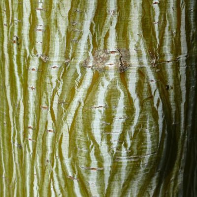 Érable à peau de serpent - Leaderplant