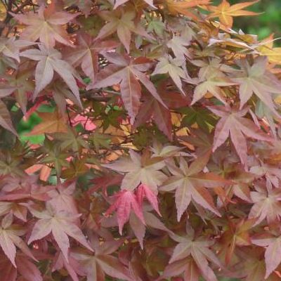 Érable du Japon Deshojo - Leaderplant