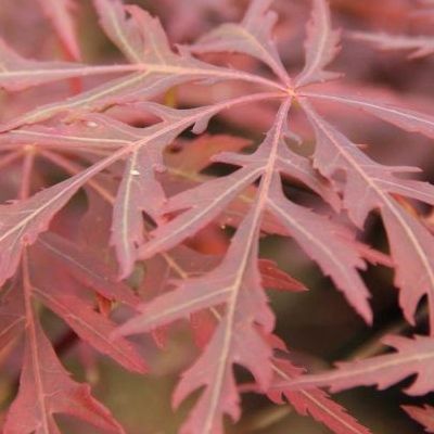 Érable du Japon Fire Cracker - Leaderplant