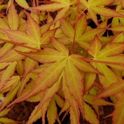 Érable du Japon Katsura - Leaderplant