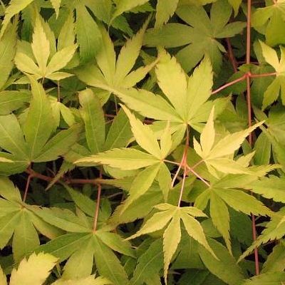 Érable du Japon Katsura - Leaderplant