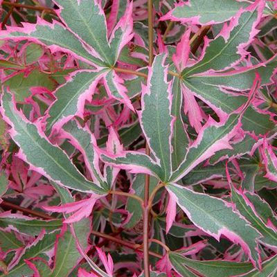 Érable Kagiri-Nishiki - Érable du Japon nain panaché - Leaderplant