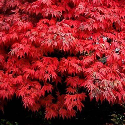 Érable du Japon Oregon Sunset - Leaderplant