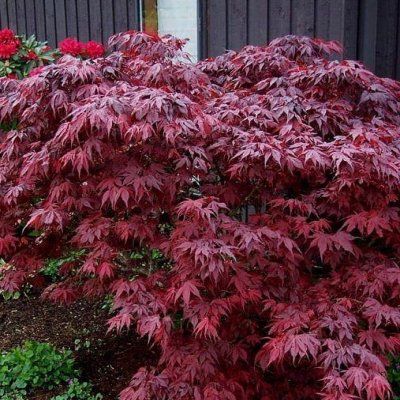 Érable du Japon Oregon Sunset - Leaderplant