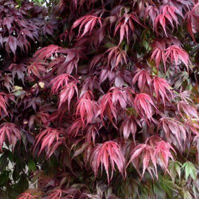 Érable du Japon Oregon Sunset - Leaderplant