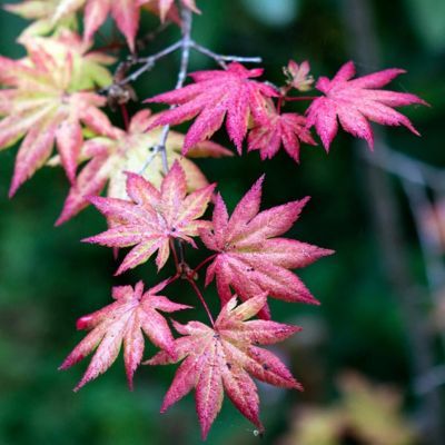 Érable du Japon Beni Maiko - Leaderplant