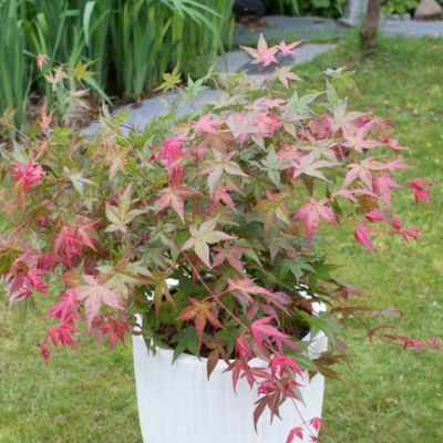 Érable du Japon Beni Maiko - Leaderplant