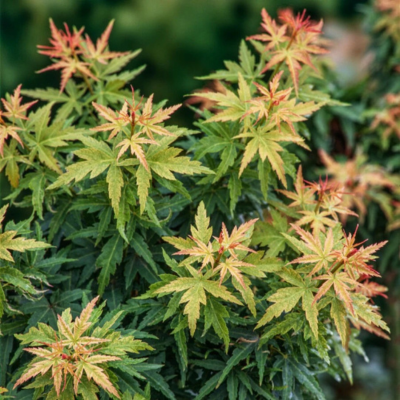 Érable du Japon nain Kotohime  - Leaderplant