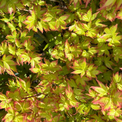 Érable du Japon nain Little Princess  - Leaderplant