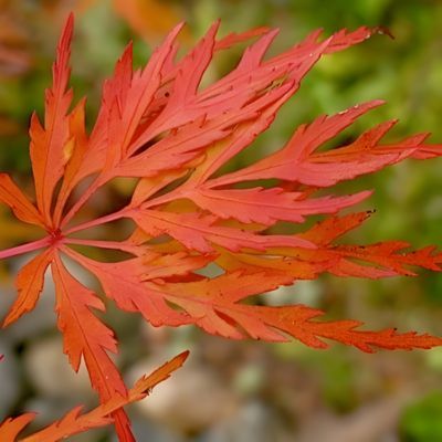 Érable du Japon Seiryu - Leaderplant