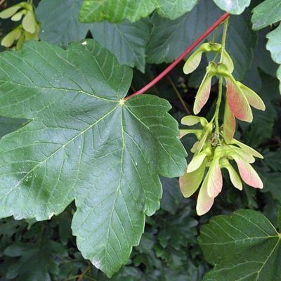 Érable Sycomore  - Leaderplant