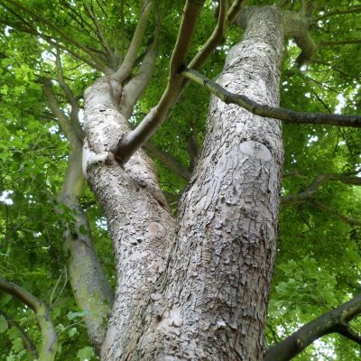 Érable Sycomore  - Leaderplant