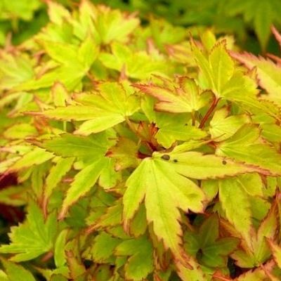 Érable du Japon Coonara Pygmy - Leaderplant