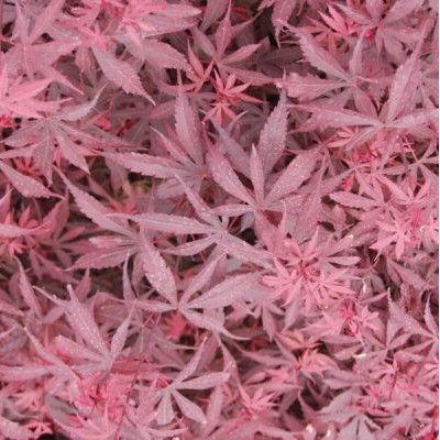 Érable du Japon Shaina - Leaderplant