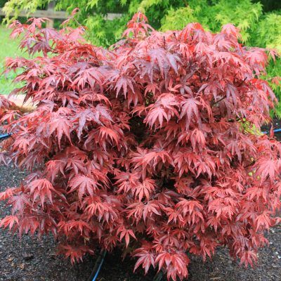 Érable du Japon Shaina - Leaderplant