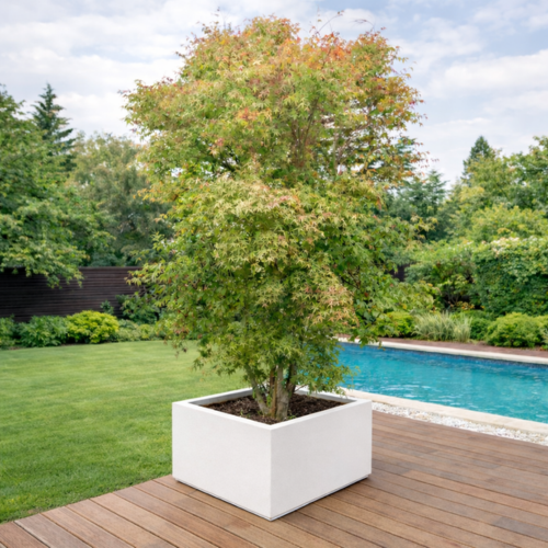 Érable du Japon Ueno Yama  - Leaderplant