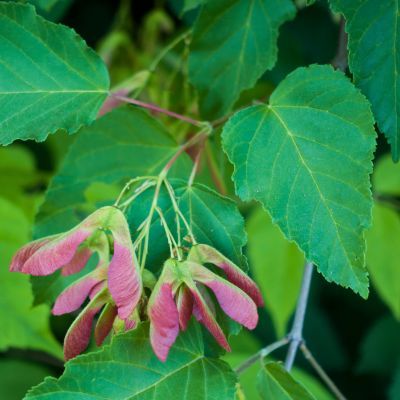 Érable à peau de serpent - Leaderplant