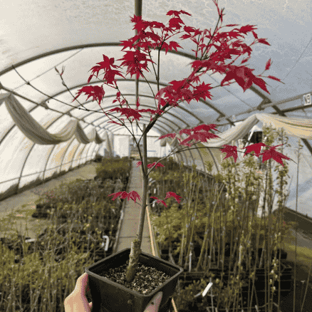 Érable du Japon Deshojo - Leaderplant