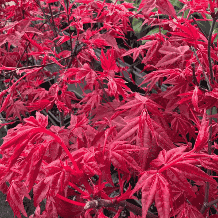 Érable du Japon Deshojo - Leaderplant