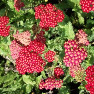 Achillée millefeuille Cerise Queen - Leaderplant