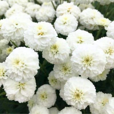 Achillée Peter Cotton Tail ® - Leaderplant