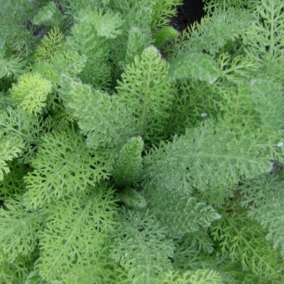 Achillée crithmifolia - Leaderplant